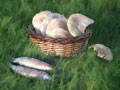 Loaves & Fishes