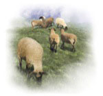 Sheep 2 - Soft-Edged File